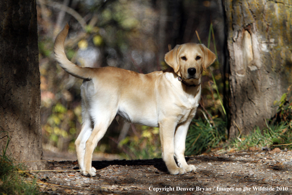 Yellow Labrador Retriever puppy