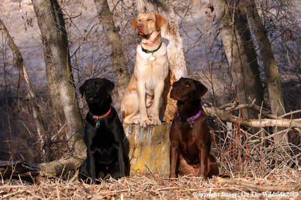 Multi-colored Labrador Retrievers in field