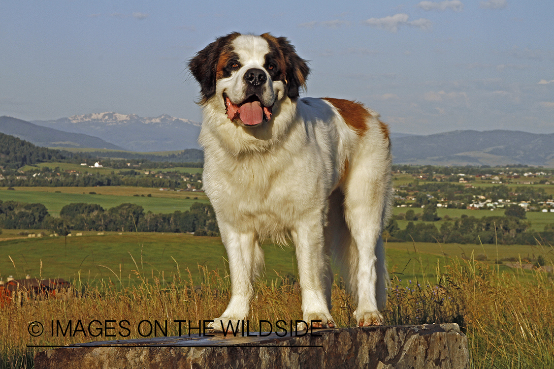 St. Bernard