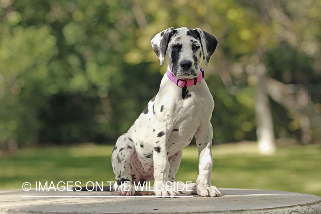 Great Dane puppy in park.