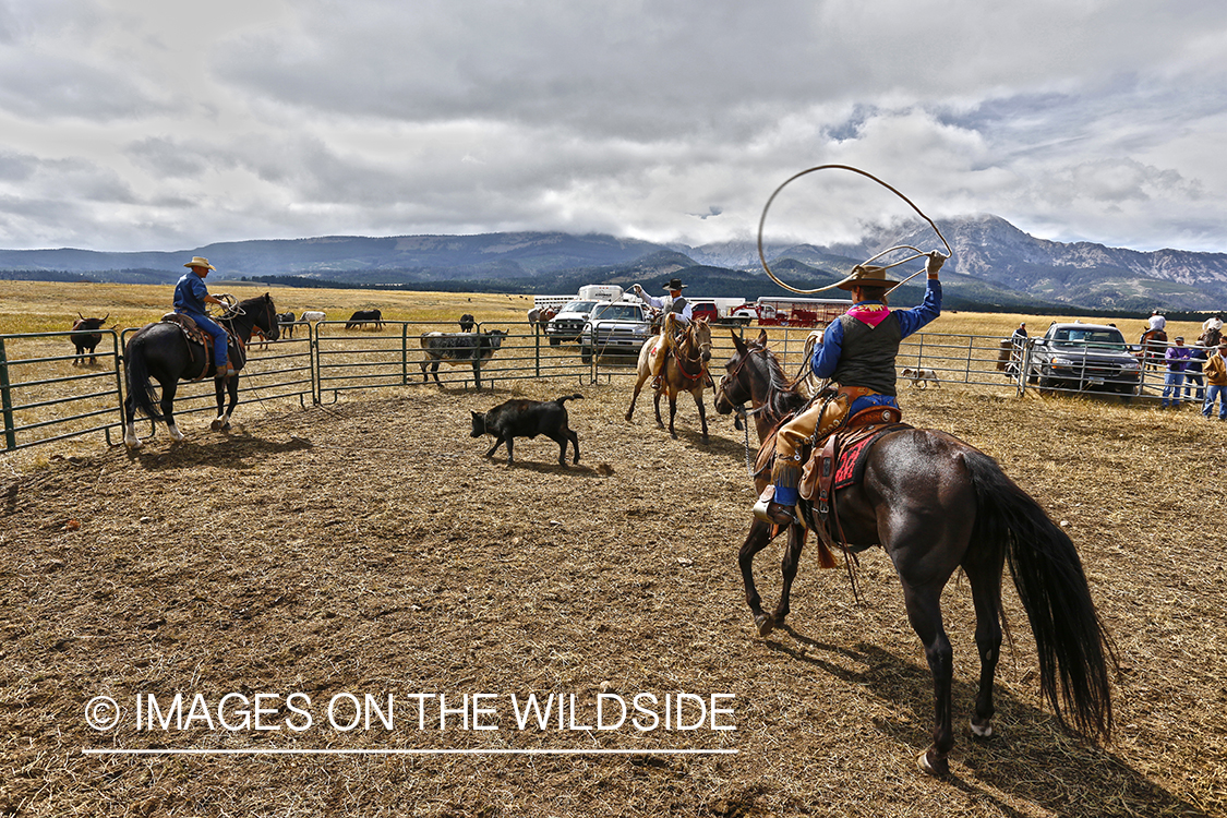 Coyboys and cowgirls herding cattle to be branded.