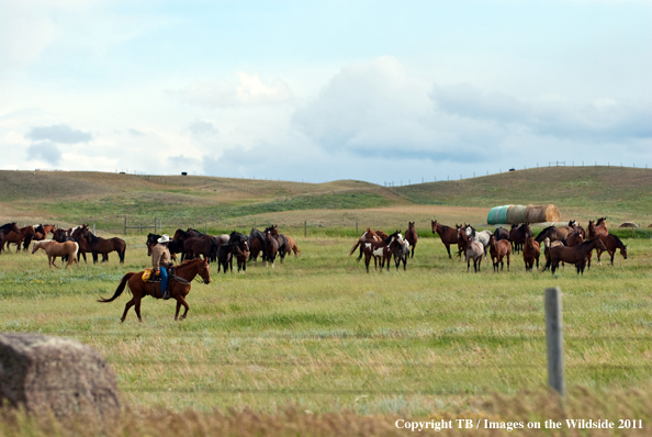 Cowboy herding horses