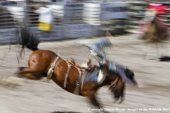 Augusta Rodeo