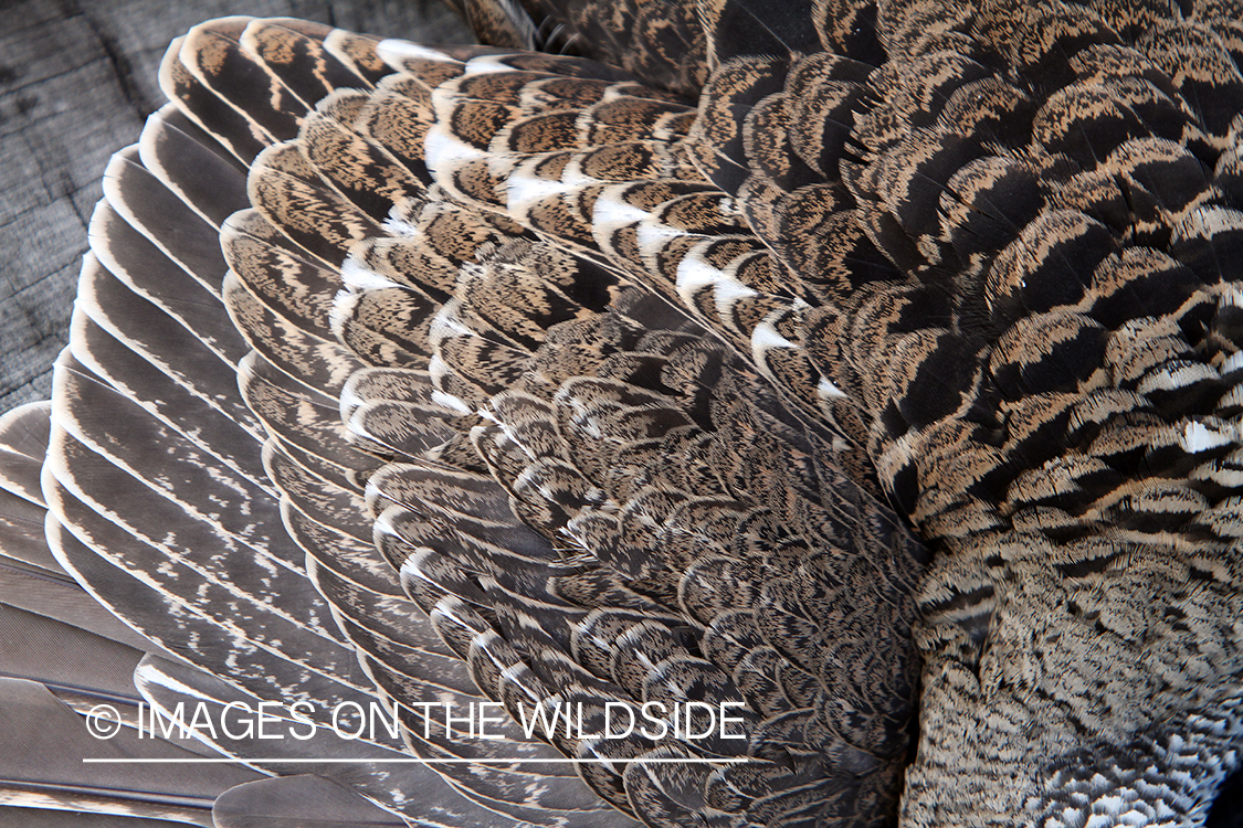 Dusky (mountain) grouse feathers.