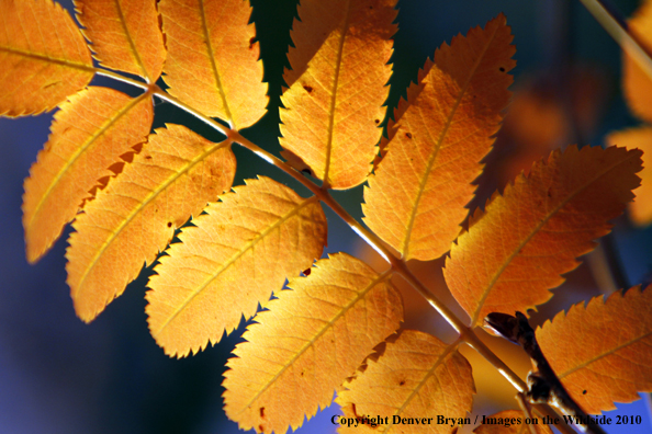 Autumn Vegetation