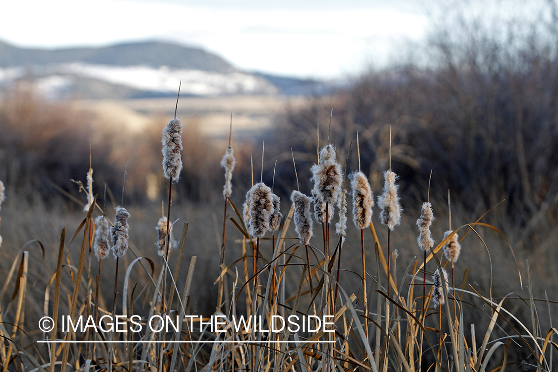 Cattails in autumn.