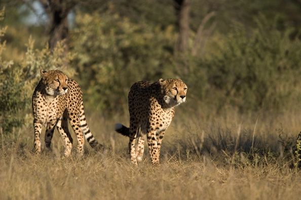 Cheetahs in habitat (stalking prey).