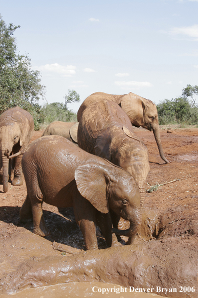 African Elephants