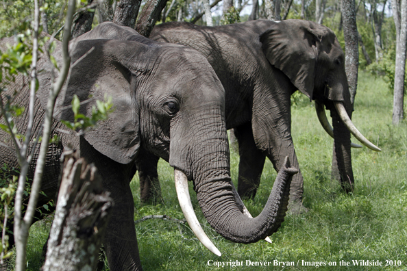 African Bull Elephants 