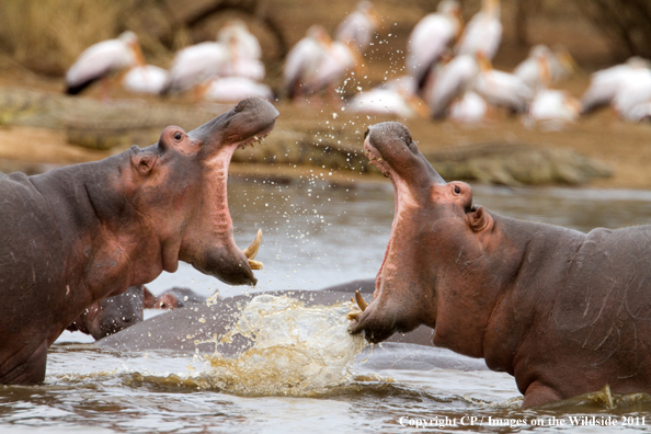 Hippos fighting in water. 