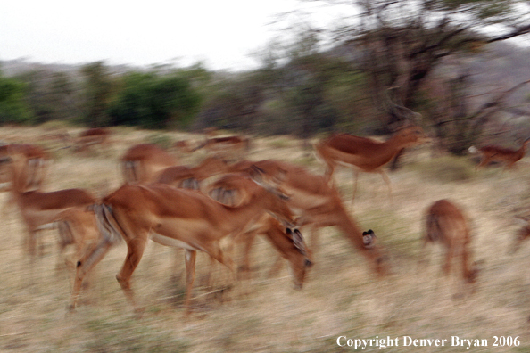 African Impala herd.