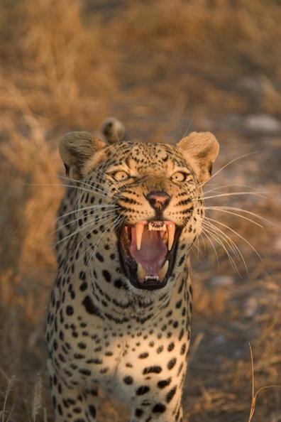 Leopard snarling. Africa