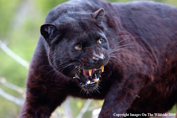 Black Leopard in habitat