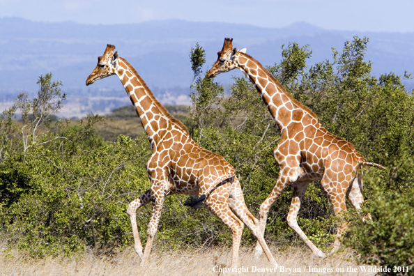 African Reticulated Giraffes.