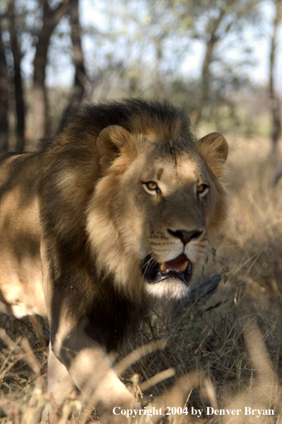 Male African lion in habitat. Africa