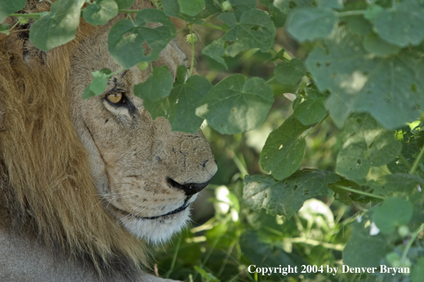 Male African lion in the bush.