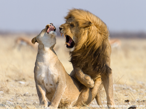 Male and female lion breeding. 