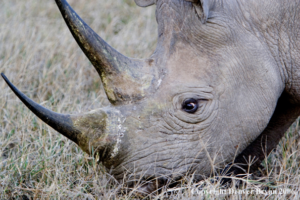 Black rhino in Africa.