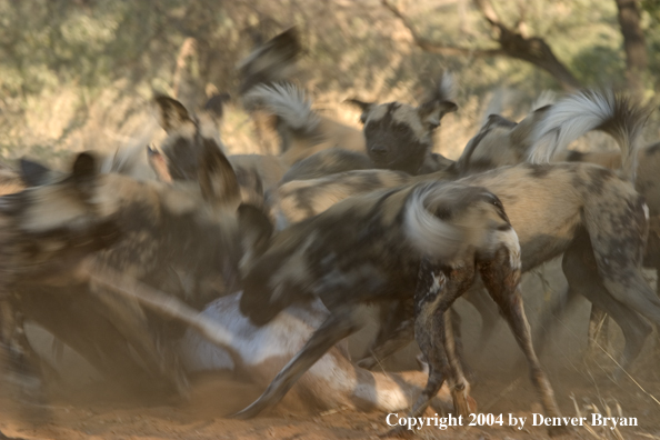 Pack of African Wild Dogs feeding on kill.