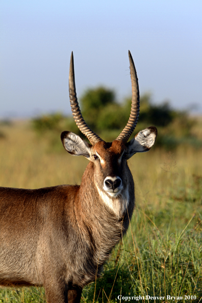 Defassa waterbuck bull.