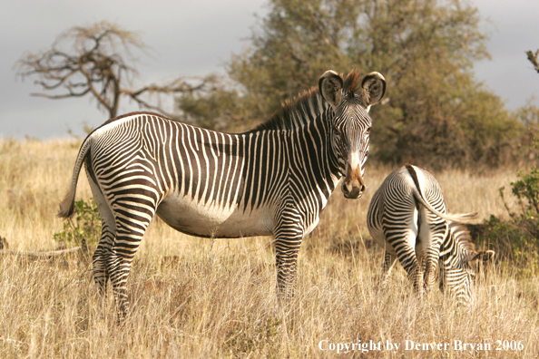 Grevy's Zebra