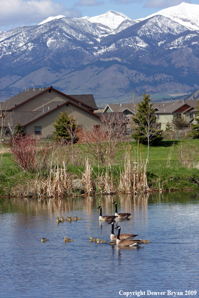 New Housing Development