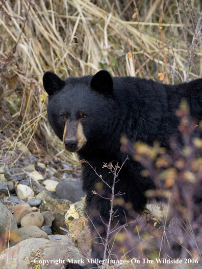 Black bear in habitat.