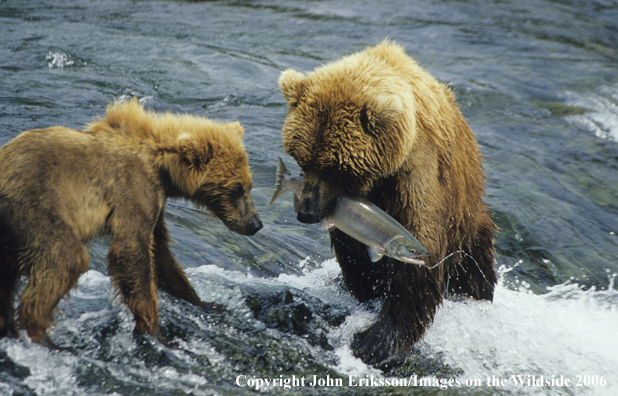 Brown bears fishing for salmon in habitat. 