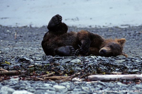 Brown Bear cub