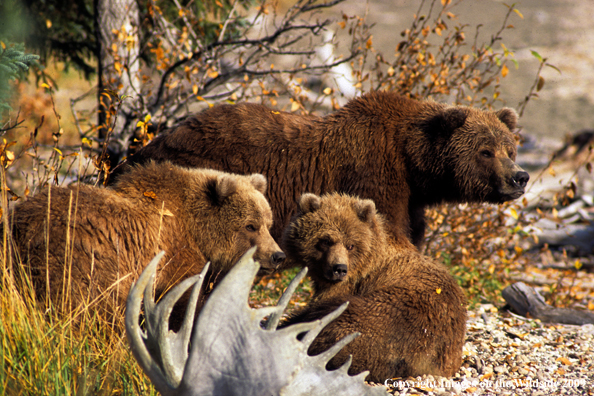 Brown Bear in habitat with cubs