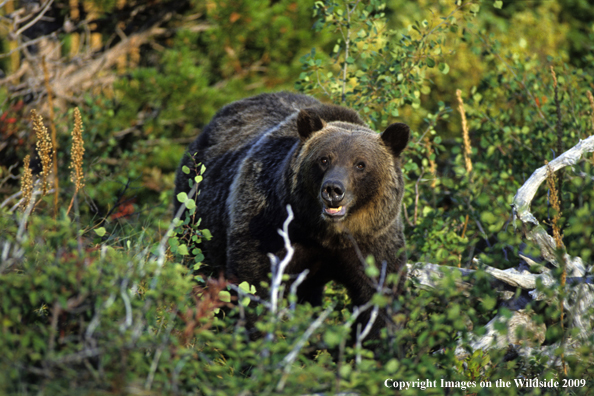 Grizzly bear in habitat