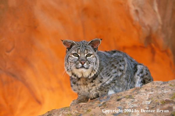 Bobcat in habitat.