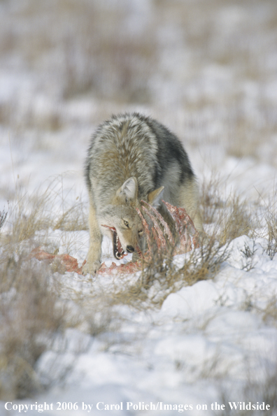 Coyote in habitat.