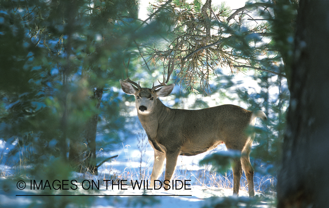 Mule deer in habitat.