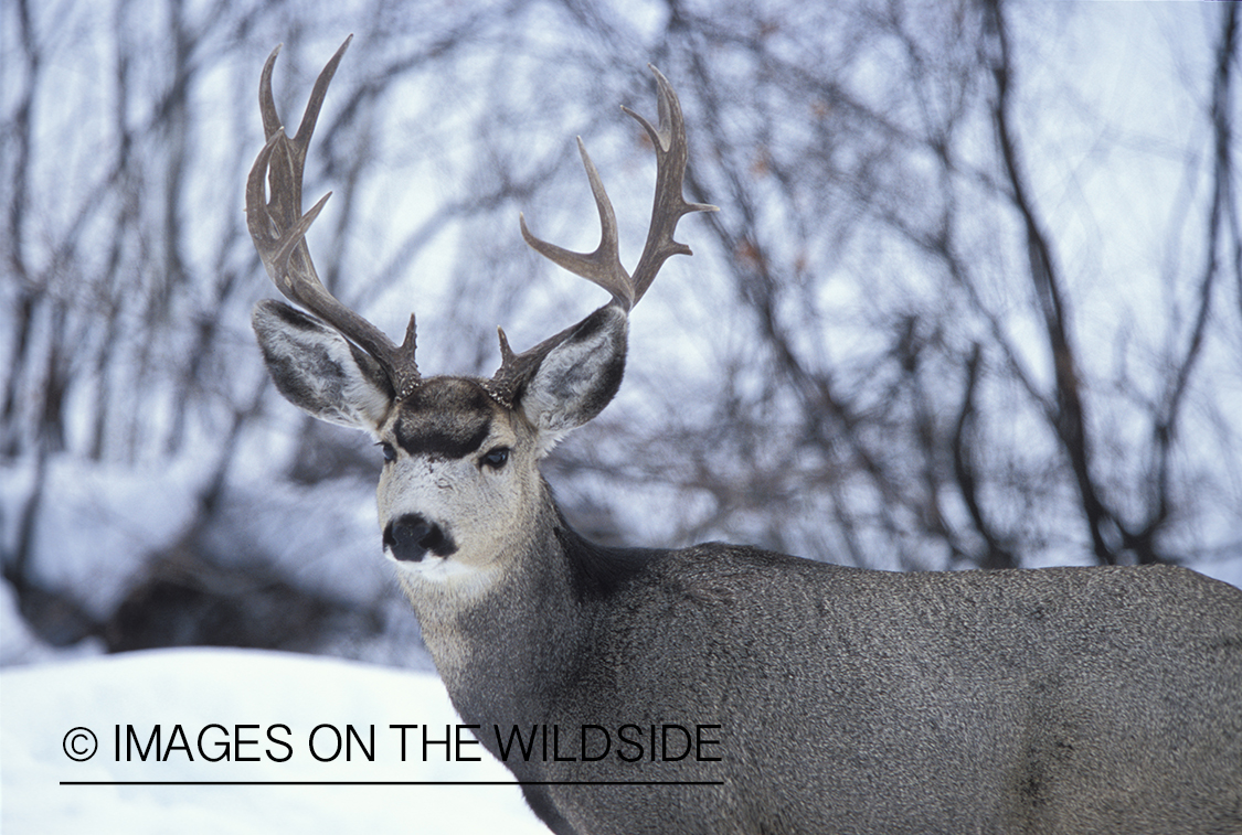 Mule deer in winter.