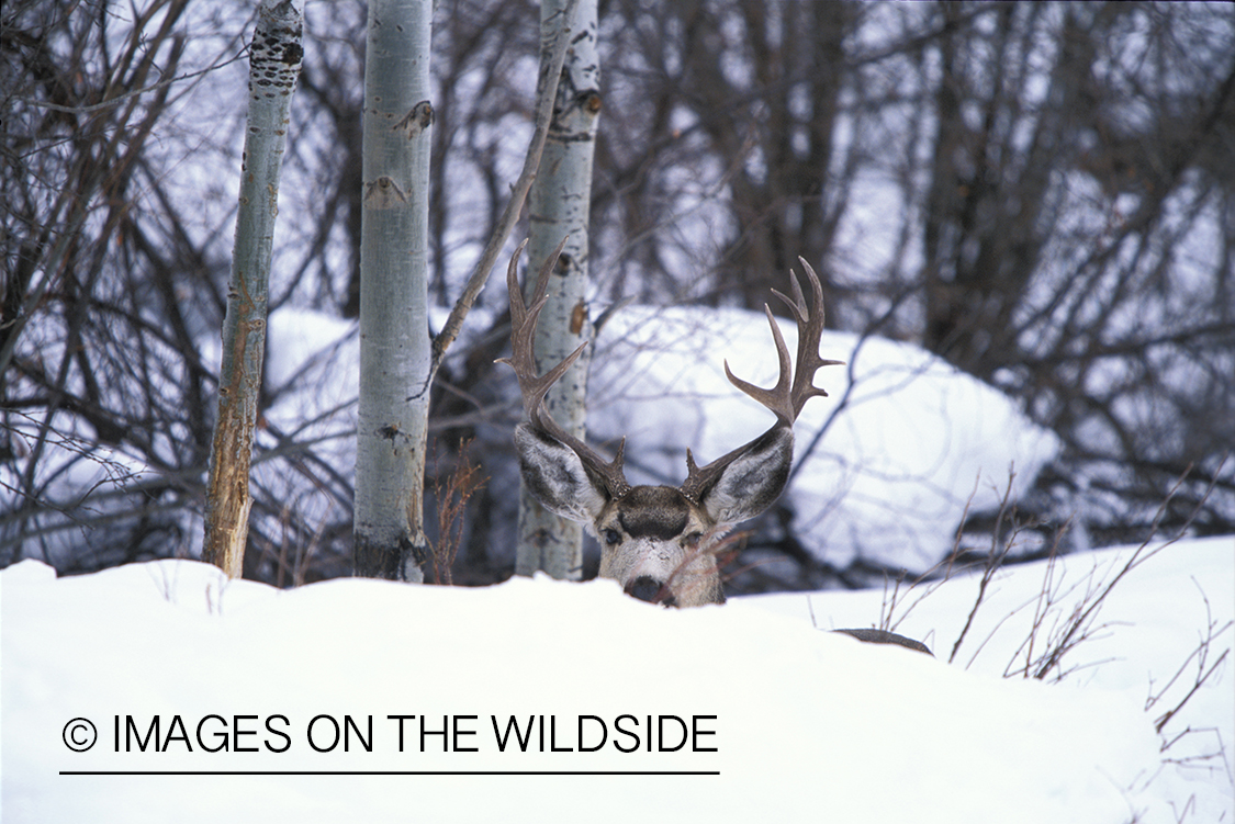 Mule deer bedded down in snow.