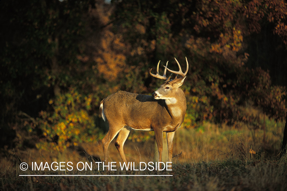 Whitetailed deer in habitat.