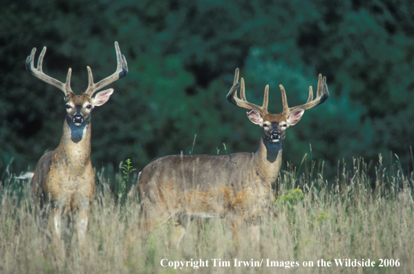 Whitetailed deer in habitat.