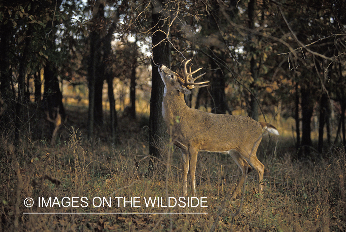 Whitetail deer scent marking.