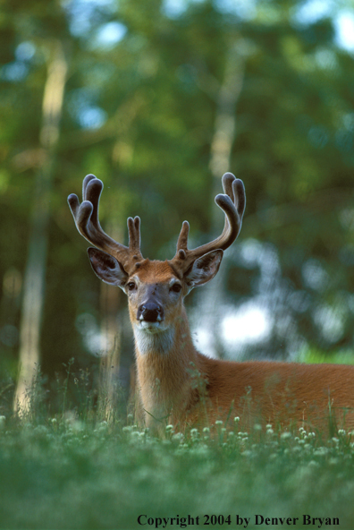 Whitetailed deer in velvet.