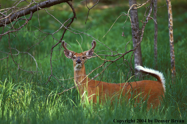 Whitetailed deer in velvet.