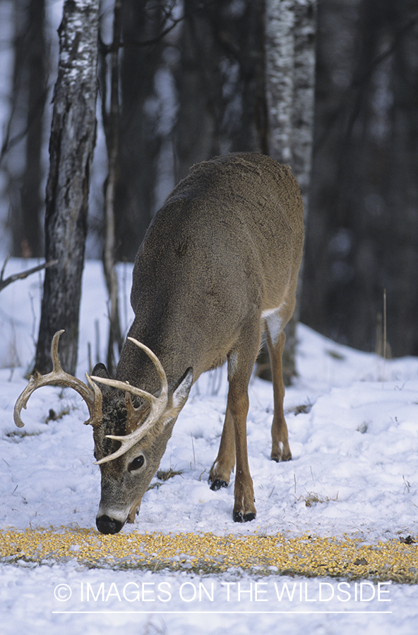 White-tailed buck feeding on grain in winter.