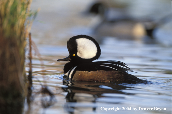 Hooded Merganser drake in water