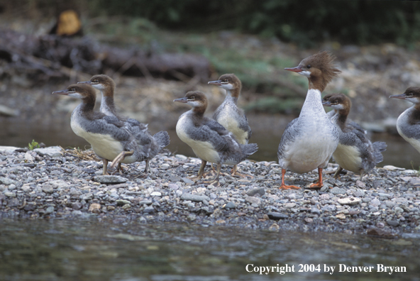 Common Mergansers hen with young standing on the waters edge