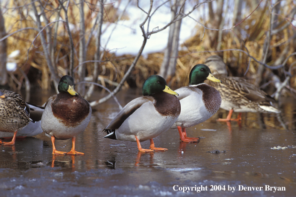 Mallards standing on ice