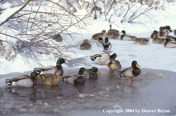 Flock of Mallards on frozen water