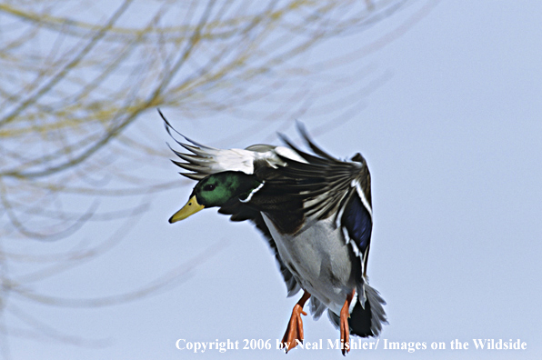 Mallard drake in flight.