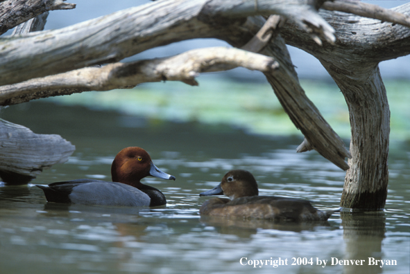 Red head drake and hen in water