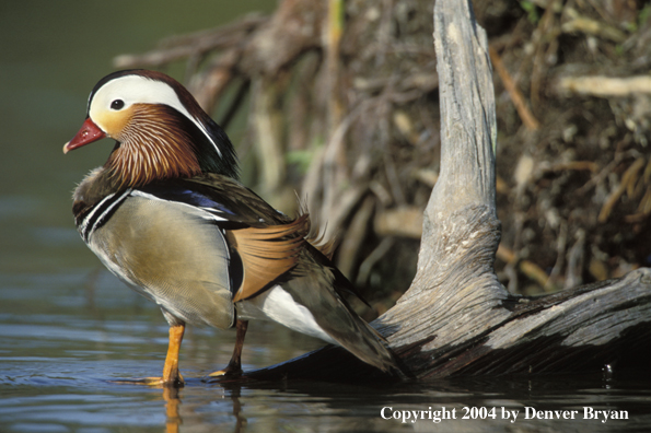 Mandrain drake on log