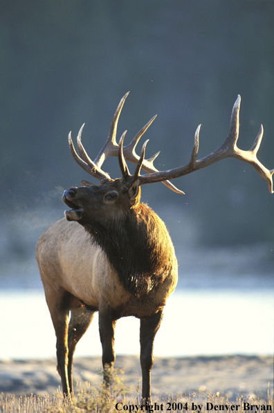 Bull elk bugling.